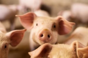 ethische gruende für vegane ernaehrung